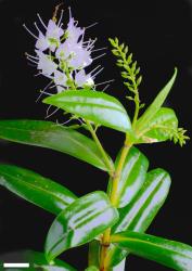 Veronica adamsii. Sprig. Scale = 10 mm.
 Image: P.J. Garnock-Jones © P.J. Garnock-Jones CC-BY-NC 3.0 NZ